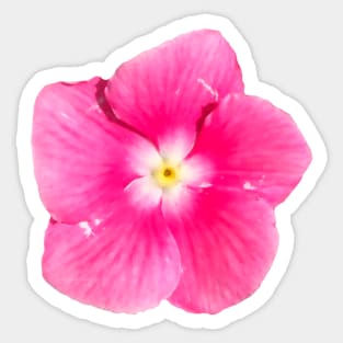 Pink Flower Yellow White Center Sticker